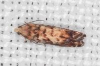 Pammene gallicolana