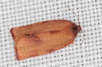 Cacoecimorpha pronubana