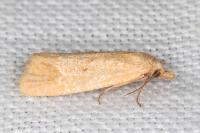Cochylimorpha meridiana