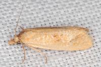 Cochylimorpha meridiana