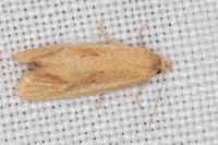 Cochylimorpha meridiana