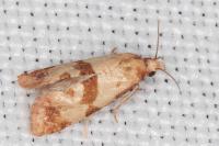 Phalonidia contractana