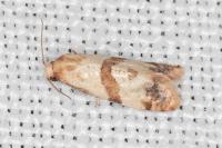 Phalonidia contractana