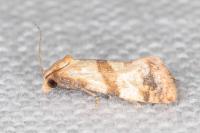 Phalonidia contractana