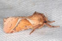 Triodia sylvina