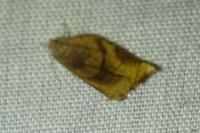 Archips podana