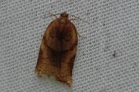 Archips podana