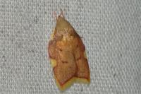 Carcina quercana