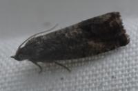 Cydia splendana