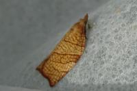 Pandemis corylana