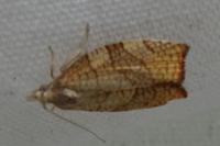 Pandemis corylana