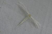 Pterophorus pentadactylus