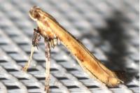 Caloptilia populetorum