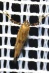 Caloptilia populetorum