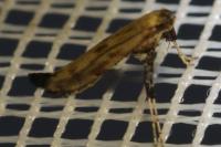 Caloptilia populetorum