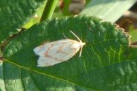 Clepsis pallidana