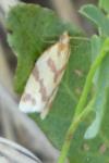 Clepsis pallidana