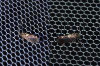 Incurvaria