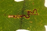 Stigmella aceris
