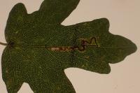 Stigmella aceris