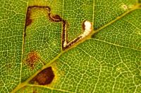 Stigmella