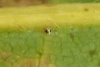 Stigmella