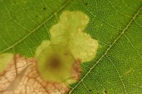 Tischeria ekebladella