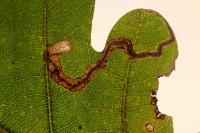 Stigmella