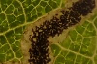 Stigmella