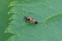 Mompha locupletella