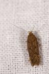 Bryotropha