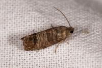 Cydia pomonella
