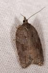 Acleris sparsana