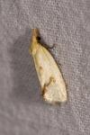 Agapeta hamana