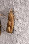 Eucosma conterminana