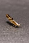 Argyresthia pruniella