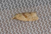 Phalonidia affinitana