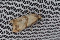Phalonidia contractana
