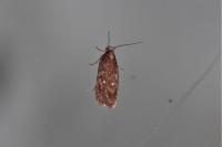 Depressaria albipunctella