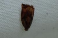 Archips podana