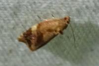 Ditula angustiorana