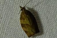 Pandemis heparana