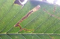 Stigmella ulmivora