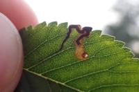 Stigmella ulmivora
