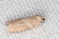 Cnephasia bizensis