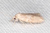 Cnephasia bizensis