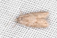 Cnephasia bizensis