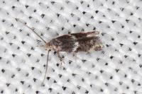 Elachista consortella