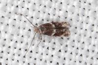 Elachista consortella