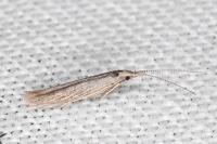Coleophora texanella
